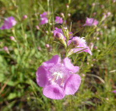 Agalinis purpurea