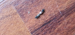 Oxycarenus lavaterae