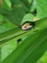 Chelymorpha trinitatis