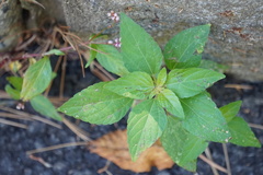 Acalypha rhomboidea