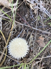 Lycoperdon curtisii