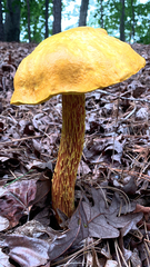 Aureoboletus betula