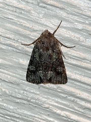 Noctuinae