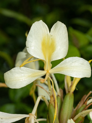 Hedychium flavescens
