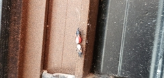 Oxycarenus lavaterae