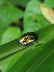 Chelymorpha trinitatis