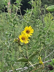 Helianthus mollis