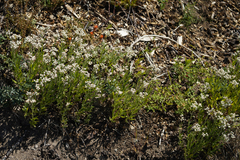 Anaphalis margaritacea