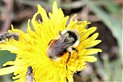 Bombus bifarius