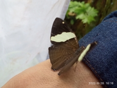 Colobura dirce