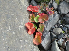 Oxyria digyna