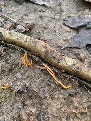 Clavariaceae