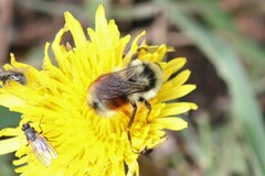 Bombus bifarius