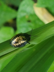Chelymorpha trinitatis