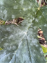 Erysiphe heraclei