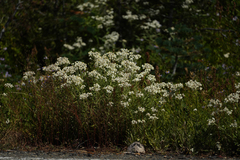 Anaphalis margaritacea