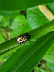 Chelymorpha trinitatis