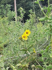 Helianthus mollis
