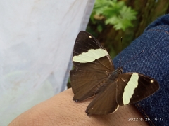 Colobura dirce