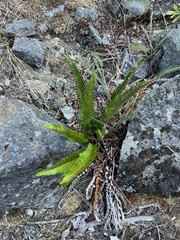 Polystichum imbricans
