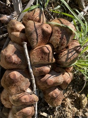 Agaricales
