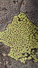 Rhizocarpon