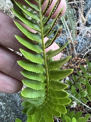 Polystichum imbricans