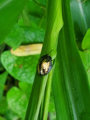 Chelymorpha trinitatis