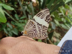 Colobura dirce
