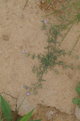 Spergularia rubra