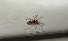 Trachelas tranquillus