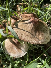 Agaricales