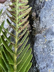 Polystichum imbricans