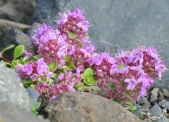 Thymus praecox britannicus