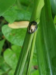 Chelymorpha trinitatis