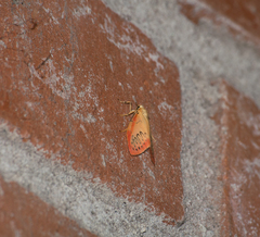 Miltochrista miniata