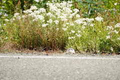 Anaphalis margaritacea