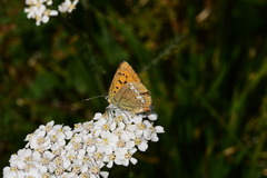 Lycaena virgaureae