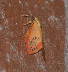 Miltochrista miniata