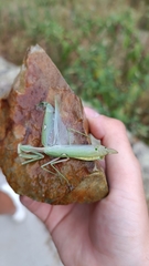 Sphodromantis viridis