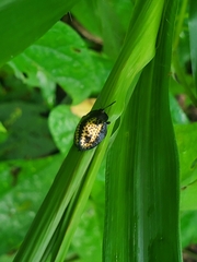 Chelymorpha trinitatis