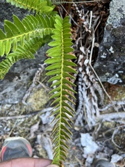 Polystichum imbricans