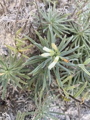 Onosma simplicissima