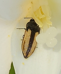 Acmaeodera
