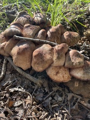Agaricales