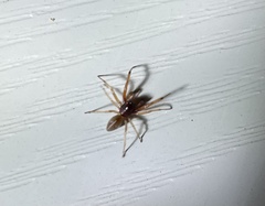 Trachelas tranquillus