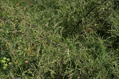 Urtica cannabina