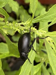 Tenebrioninae