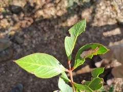 Acokanthera oppositifolia