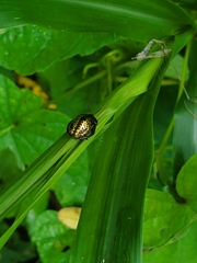 Chelymorpha trinitatis